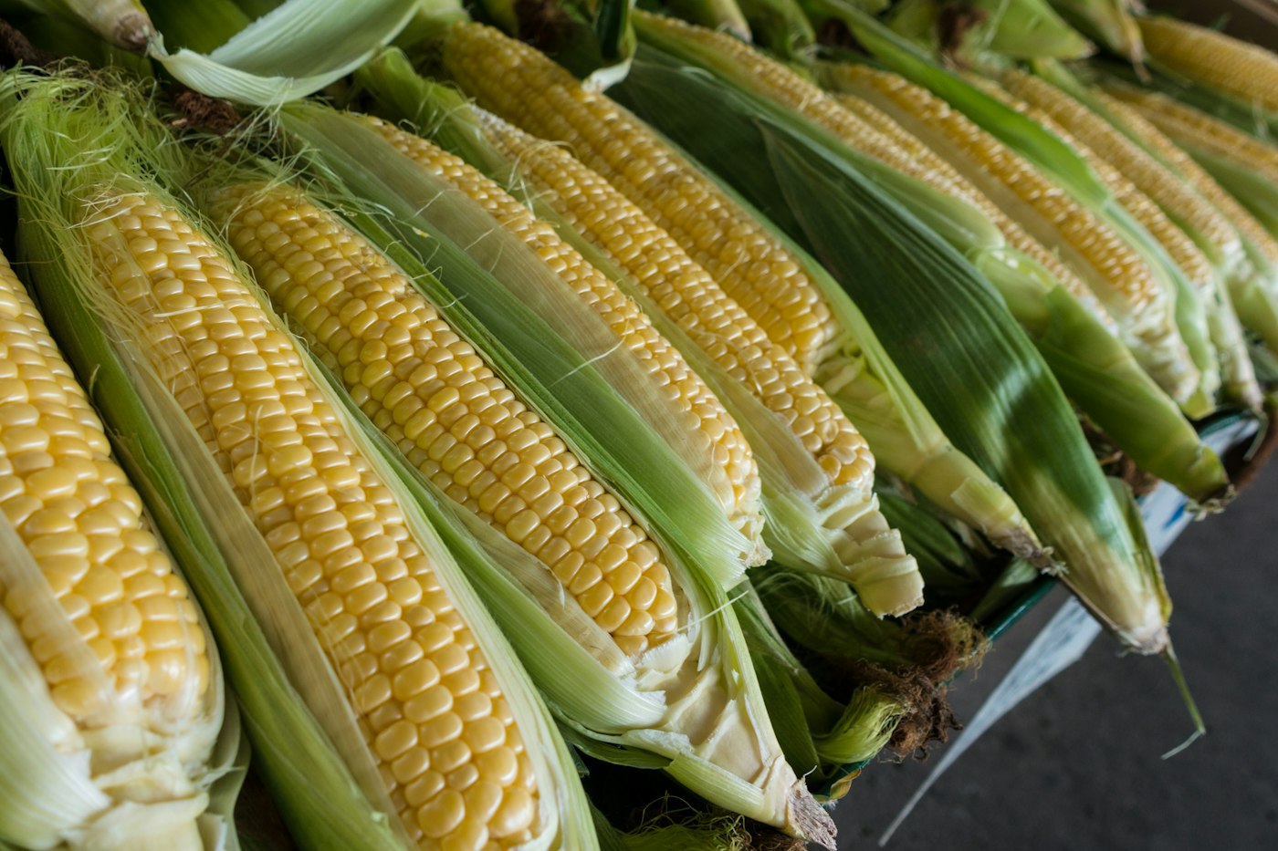Fresh corn for elote